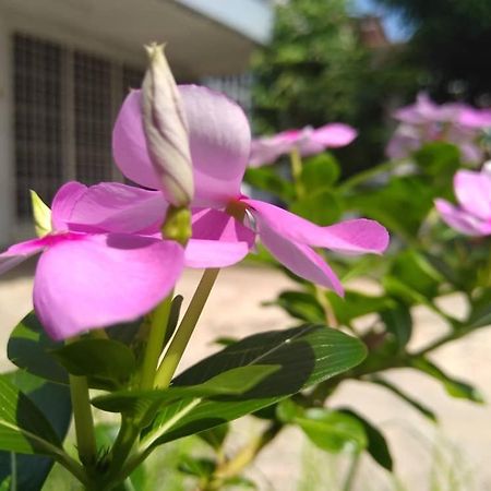 Kayangan Homestay Perlis For Mslim Only Kangar Esterno foto