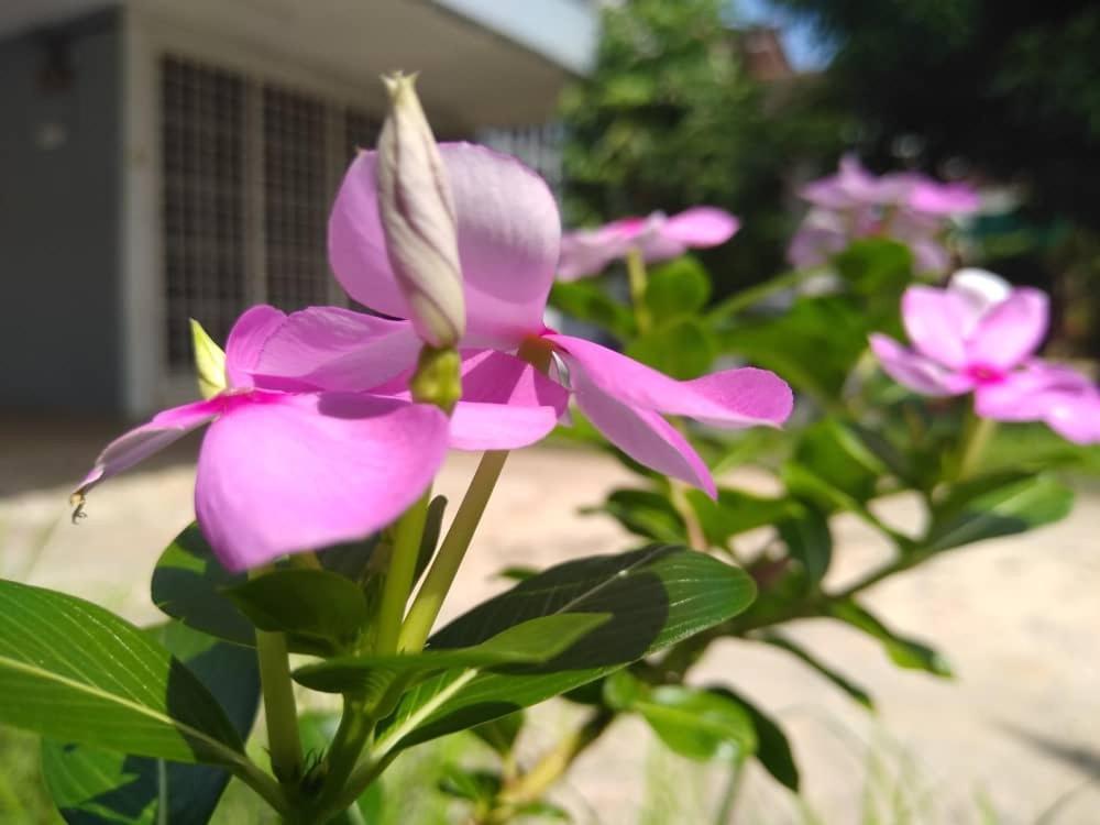 Kayangan Homestay Perlis For Mslim Only Kangar Esterno foto